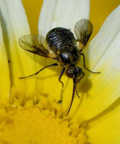 Usia sp.